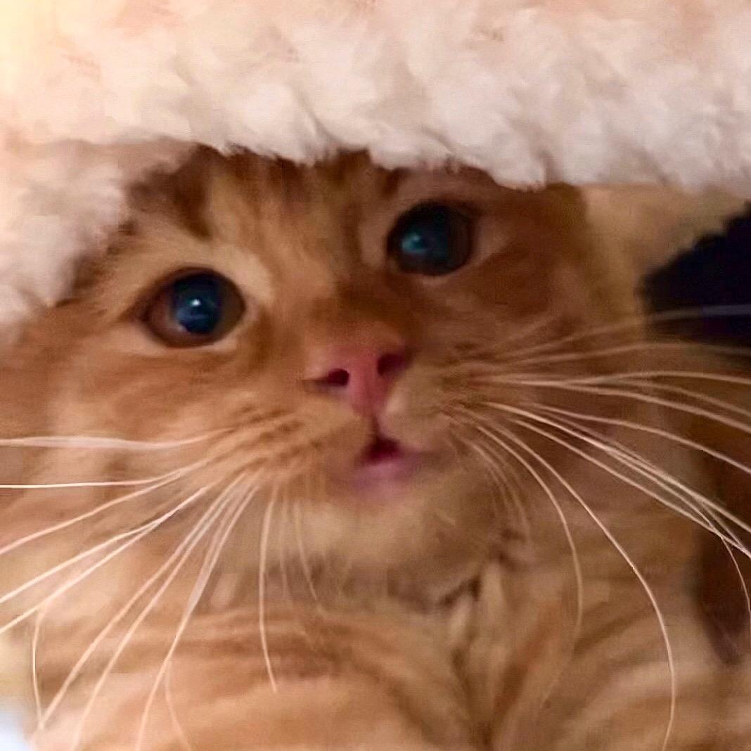 Tiger有大冰