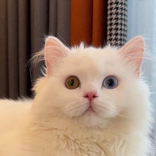 趴菜是只猫