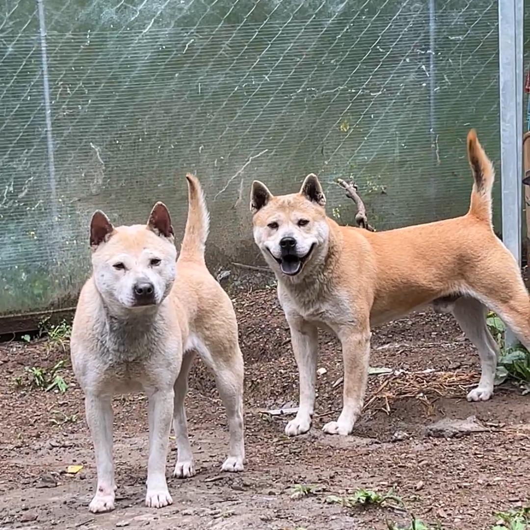 原生态土味田园犬