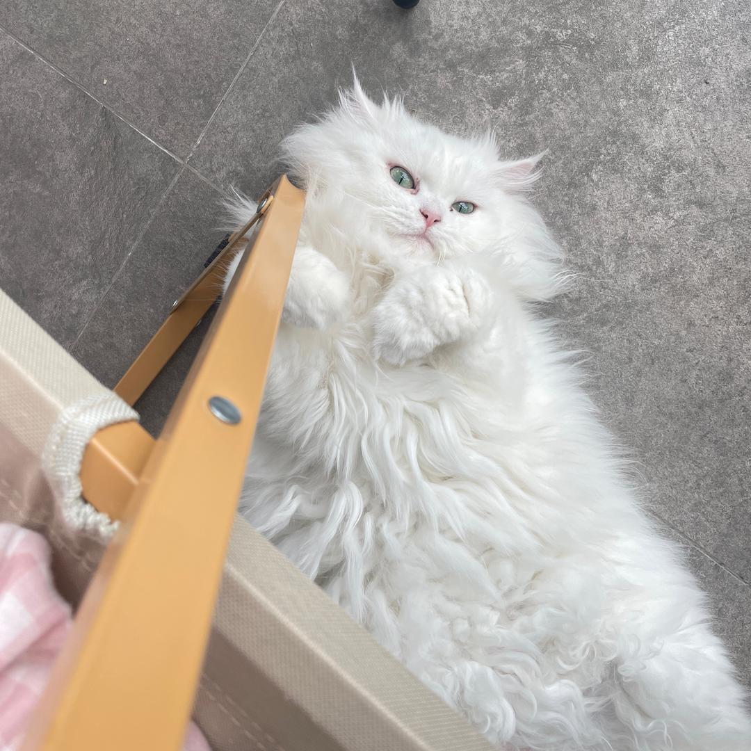王小妮