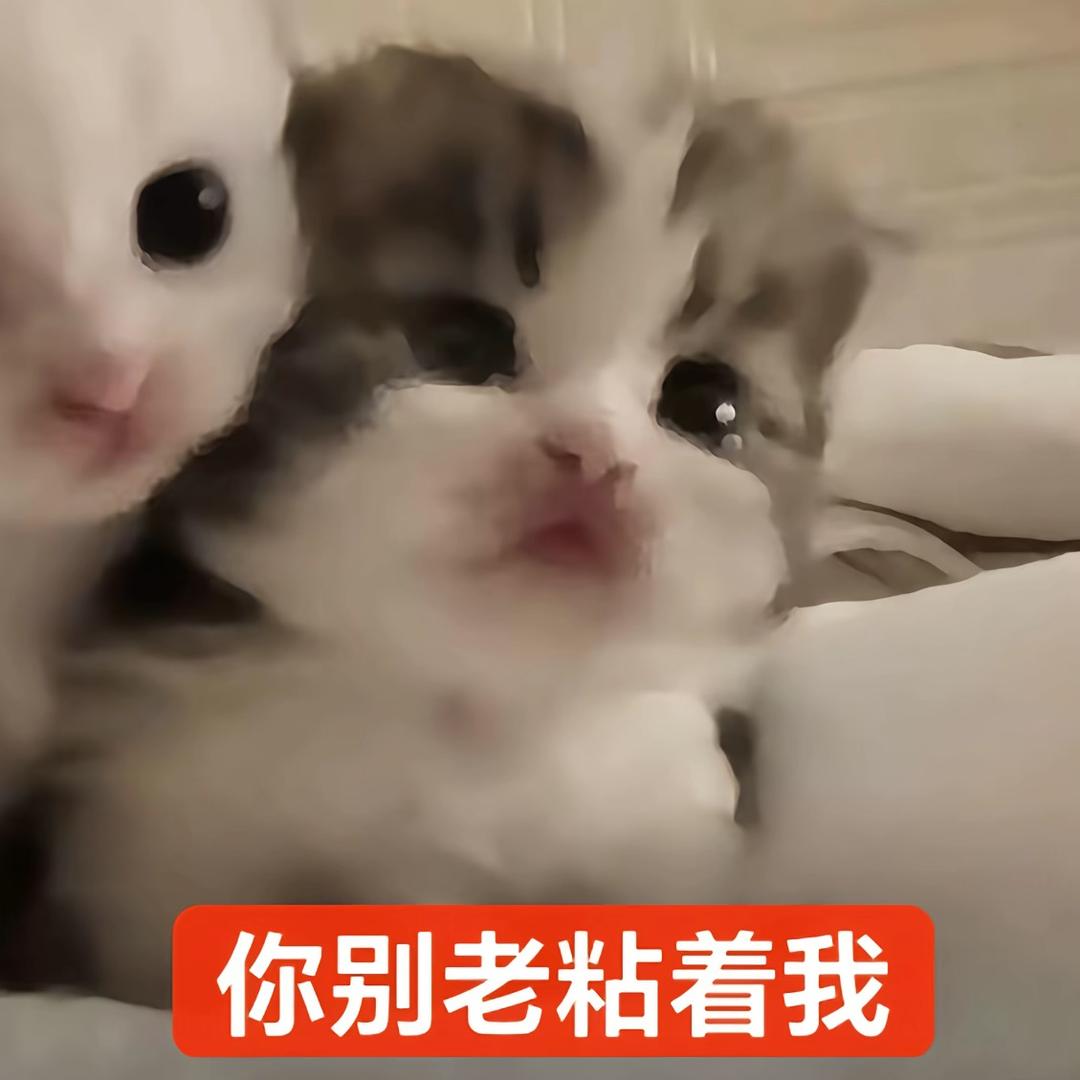 小猫啵啵宝宝（尊师乌萨奇）