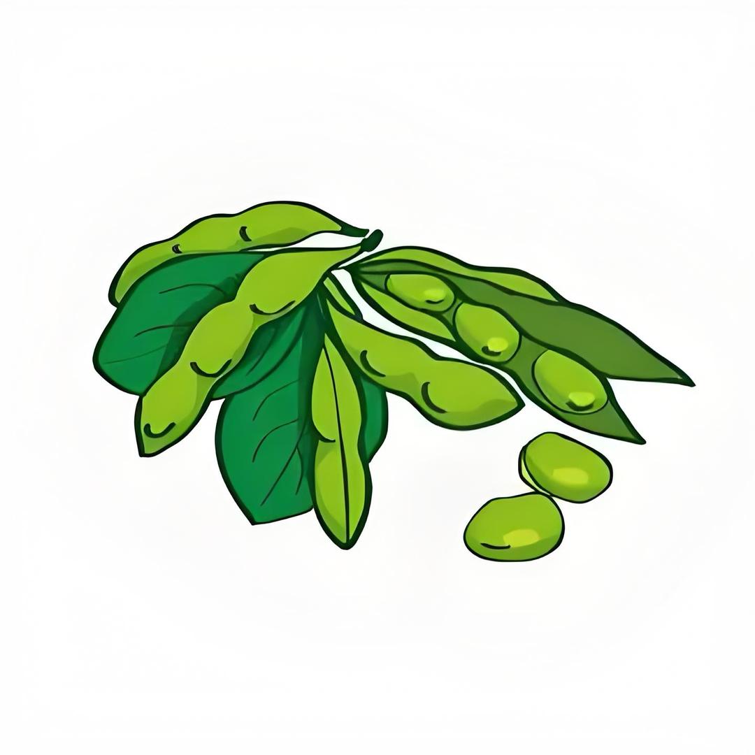 毛豆
