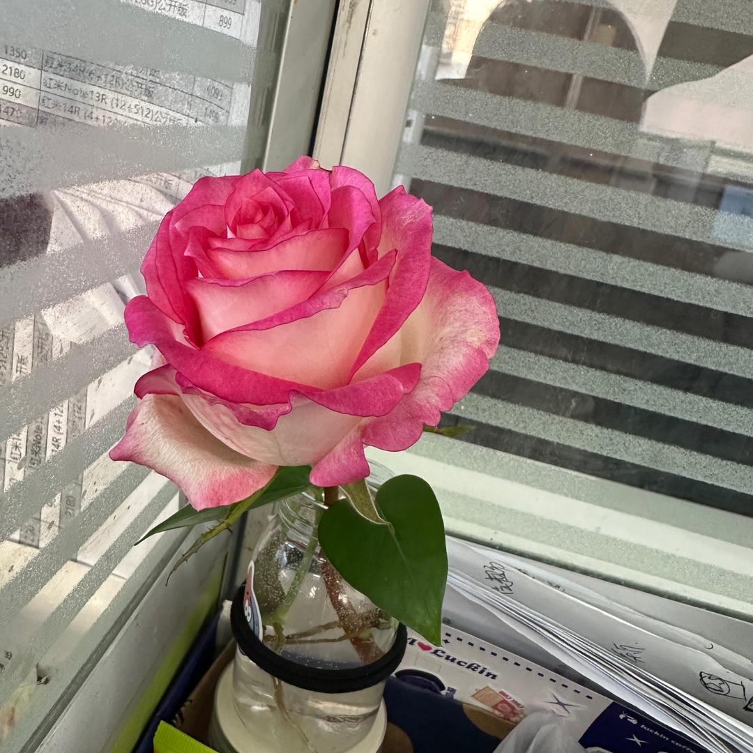 🌈🌈🌈兔子🐰