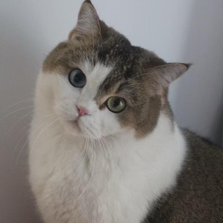 我的猫叫臭喵喵