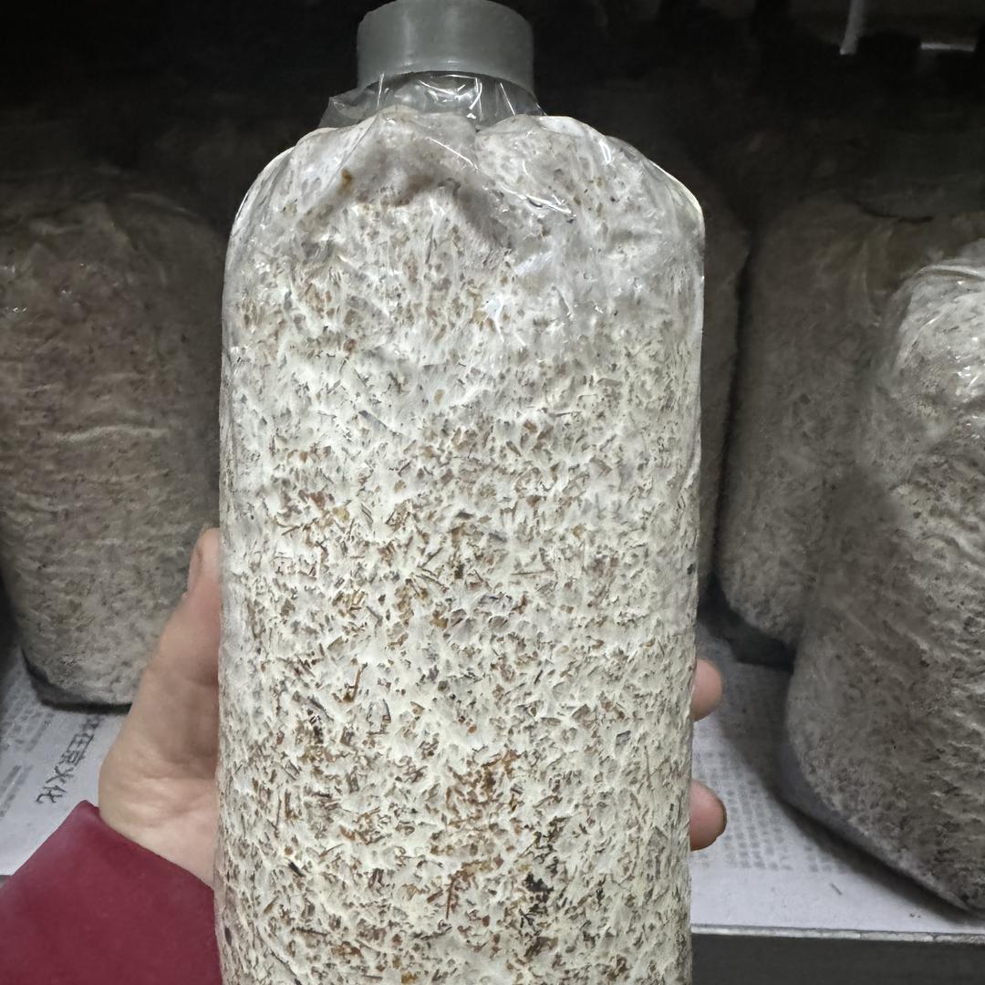 庆元村菇种菌菇