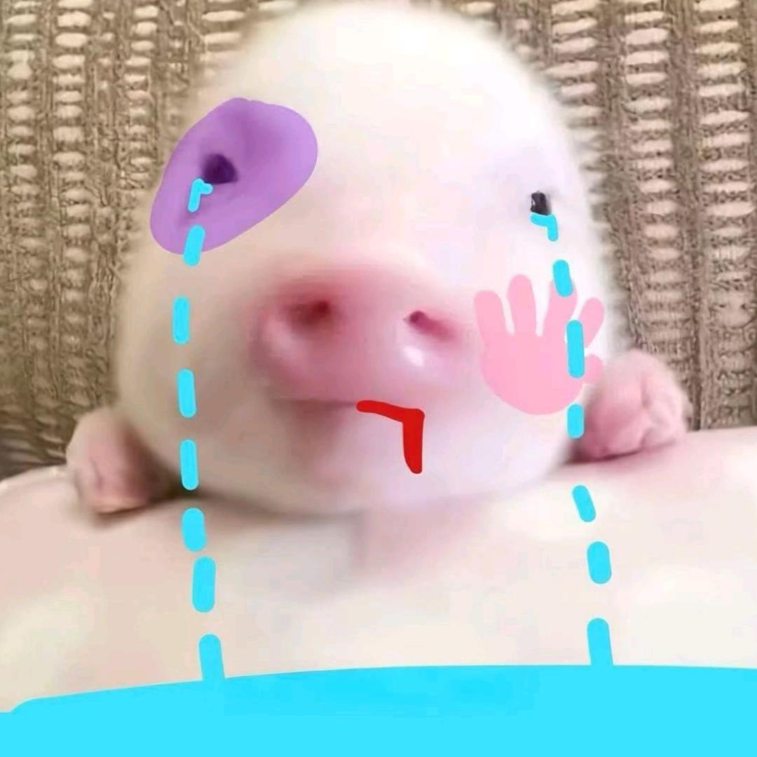 喜欢萨摩耶