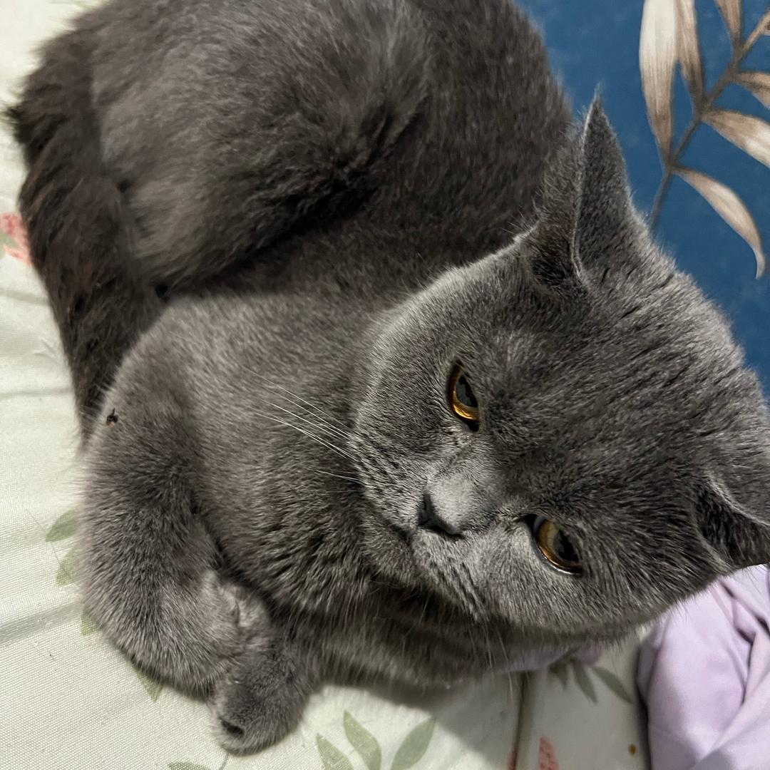 🍊吃不饱呀🎊