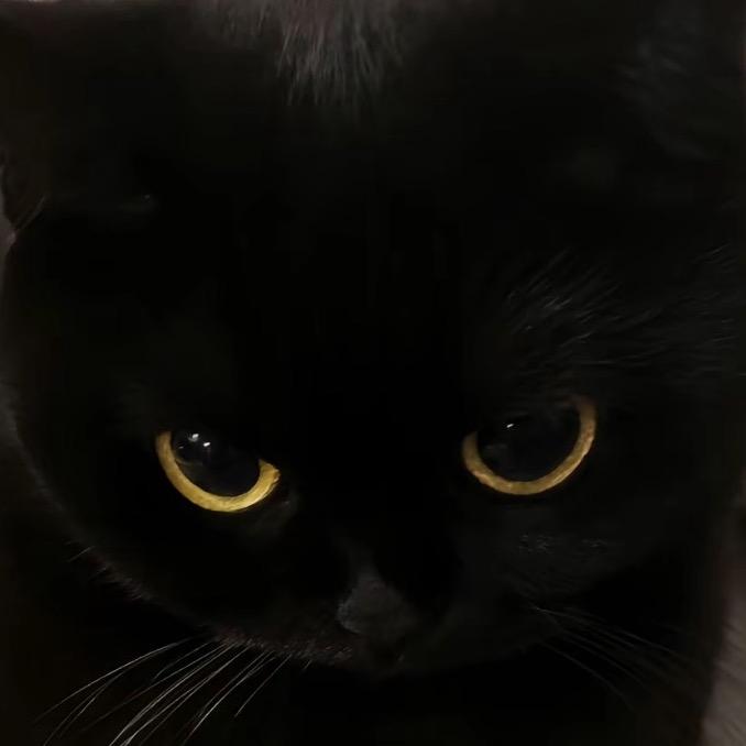 twinklekittenpiano