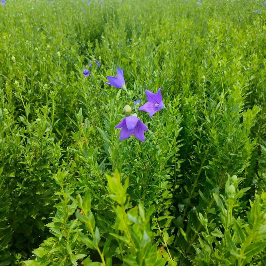 山西药材种植