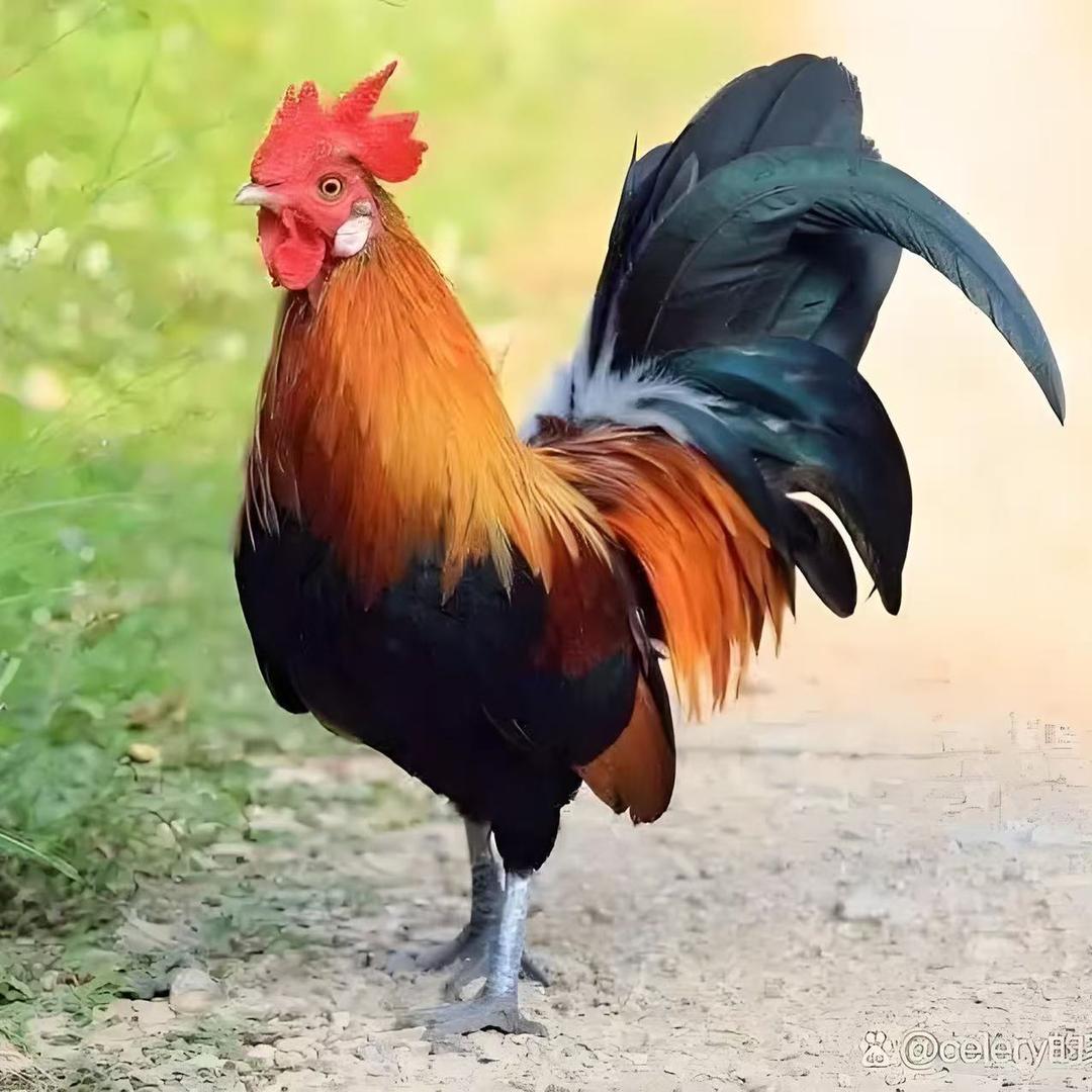 沂蒙农家炒鸡