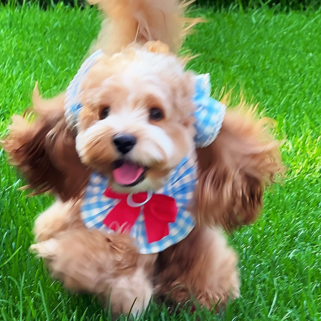 貔貅是个卷毛黄🐶