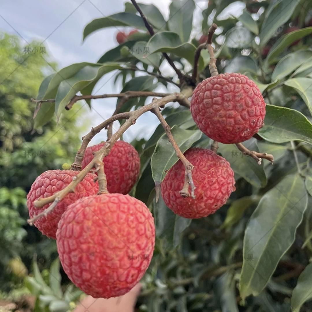 梨乡味荔枝成熟时的头像