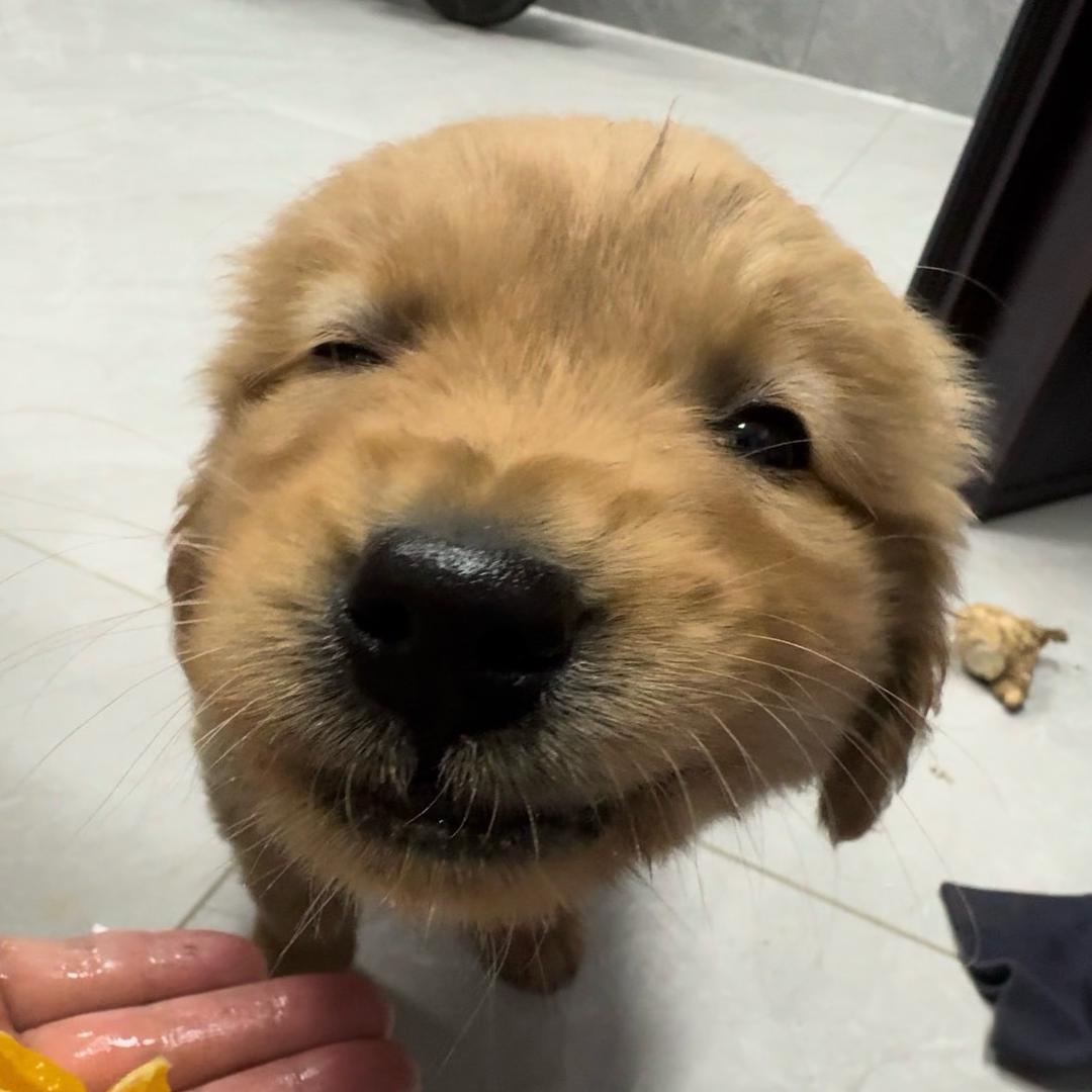 小鸡毛 阿呆呆