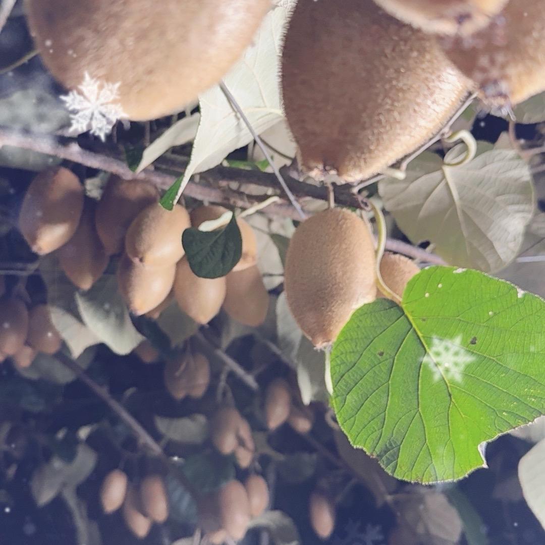 山野菜园