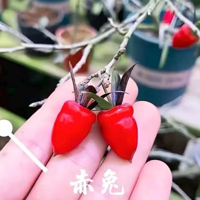 嵊州市随缘园艺场