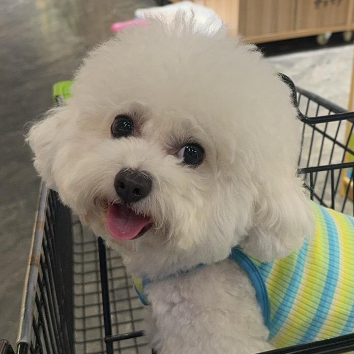 奥利奥的妈妈会剪毛