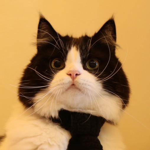 NyaNya猫猫茶🍵