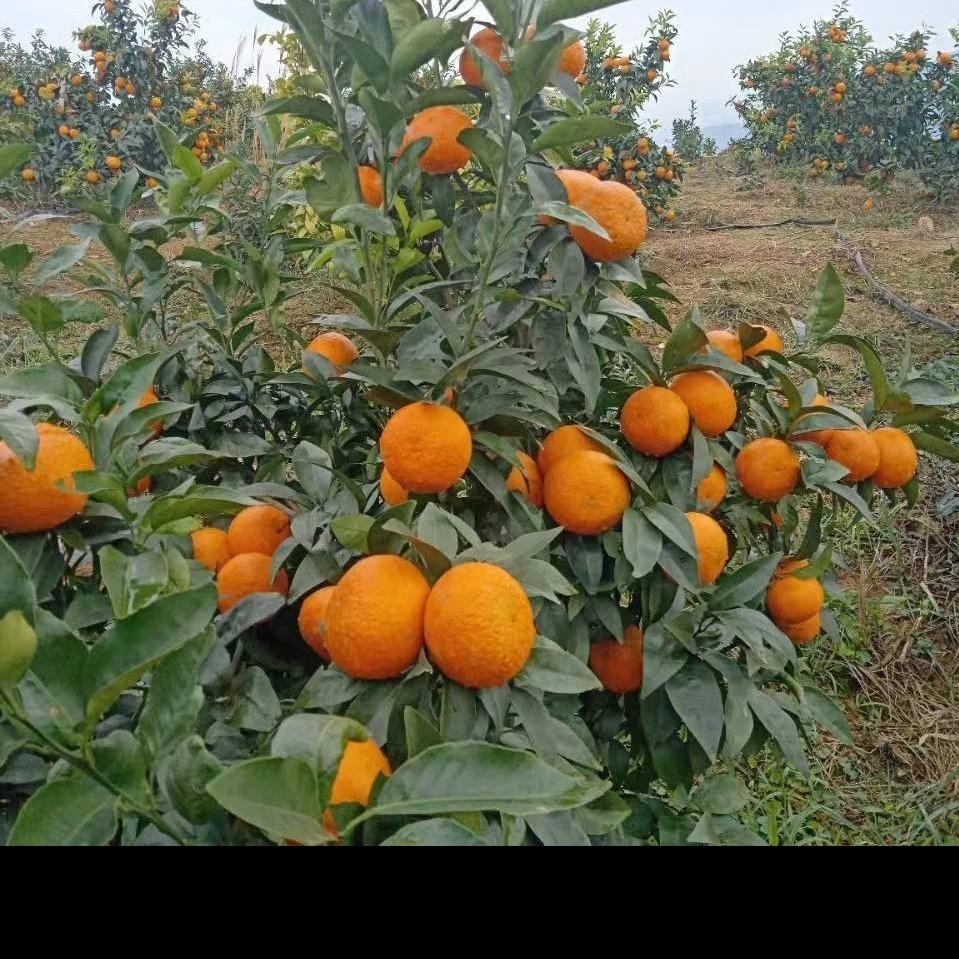 苍林农家土特产