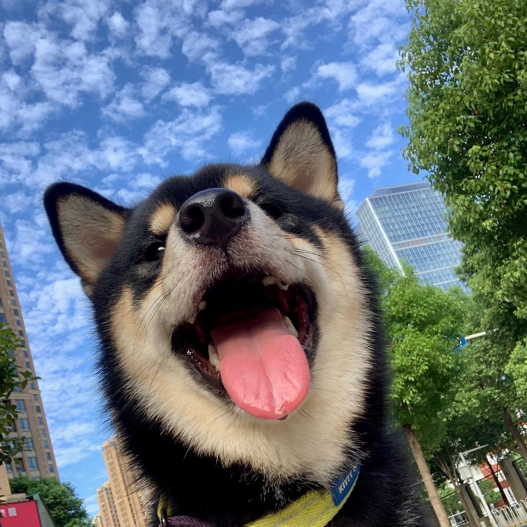 柴犬老三