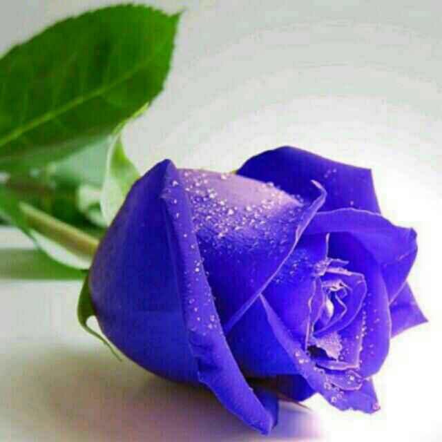 蓝玫