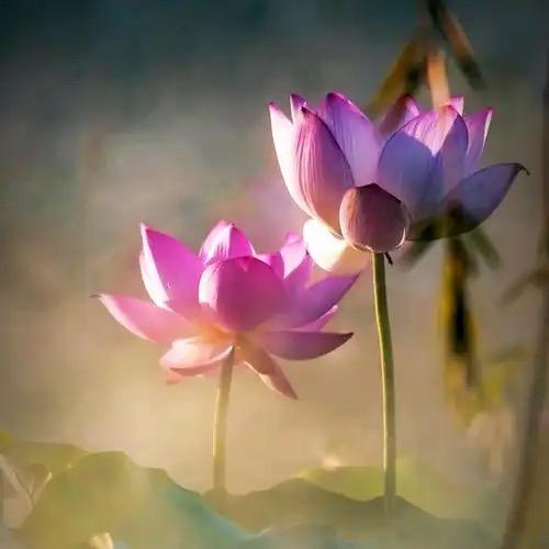 东篱🕊️音乐花园