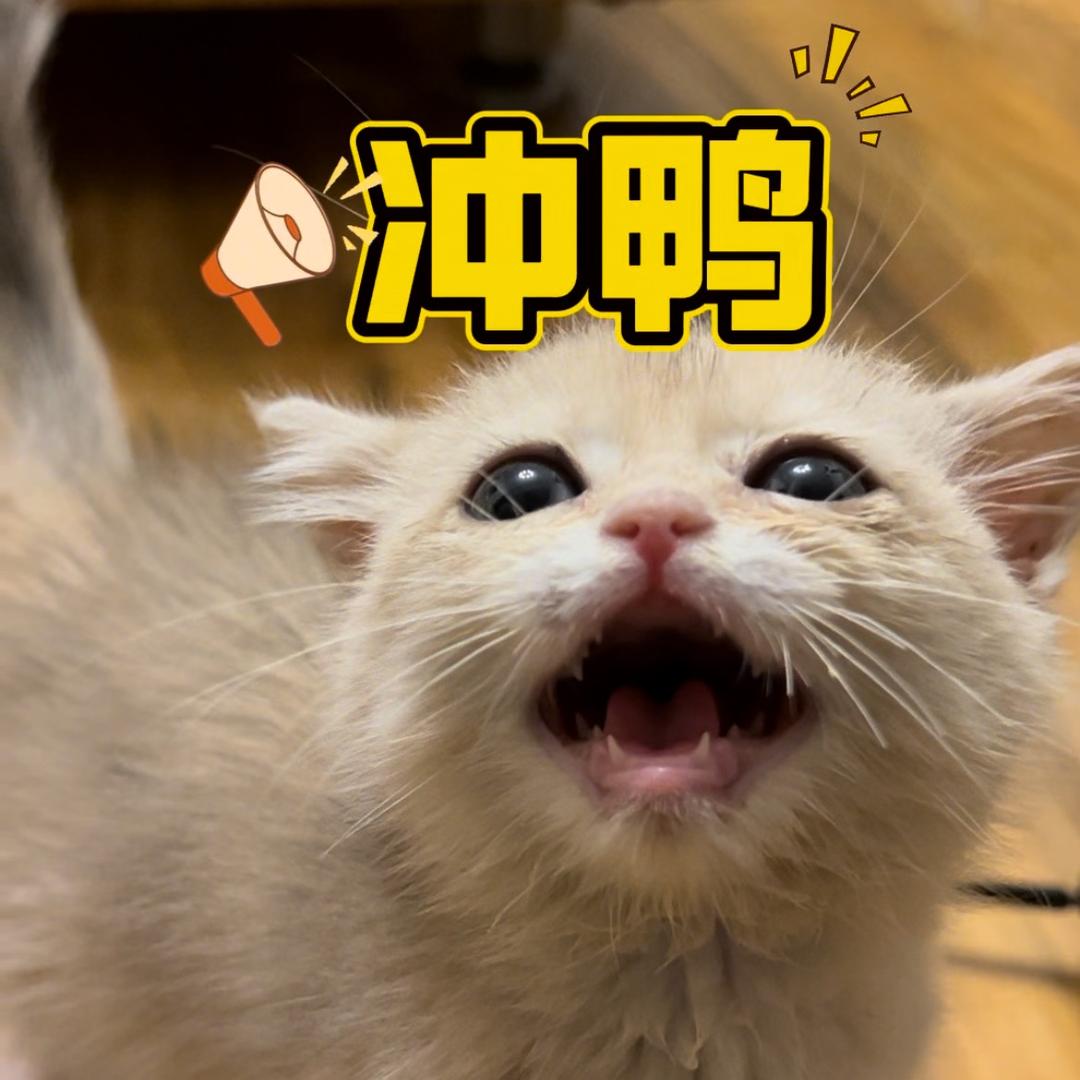 福多多萌宠用品(宝藏博主版)