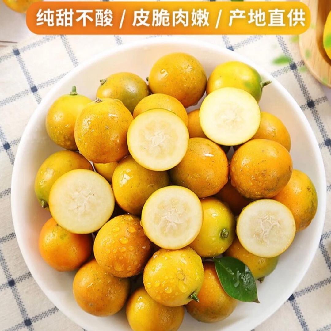 广西融安金桔收购