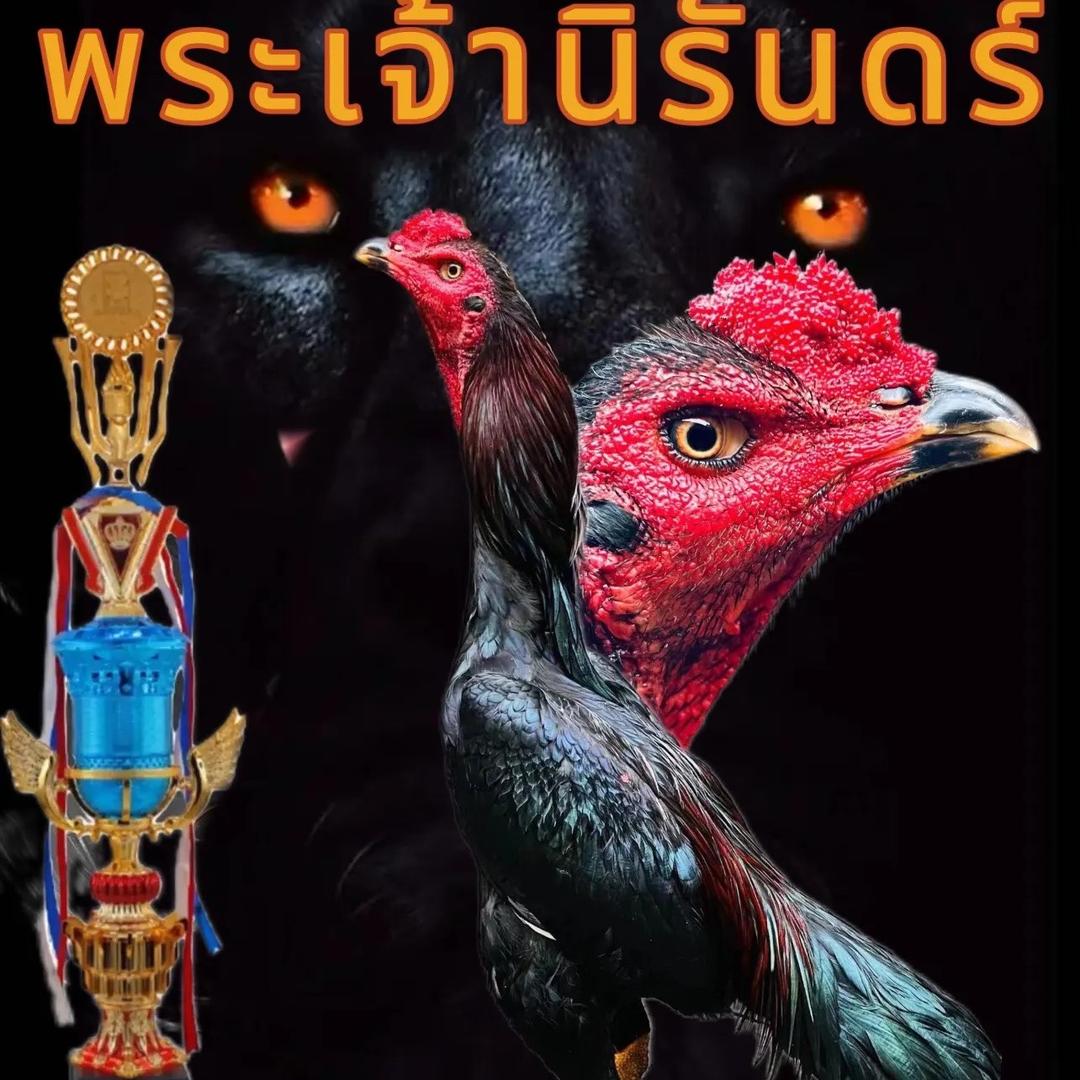 傣红辣椒繁殖场～相