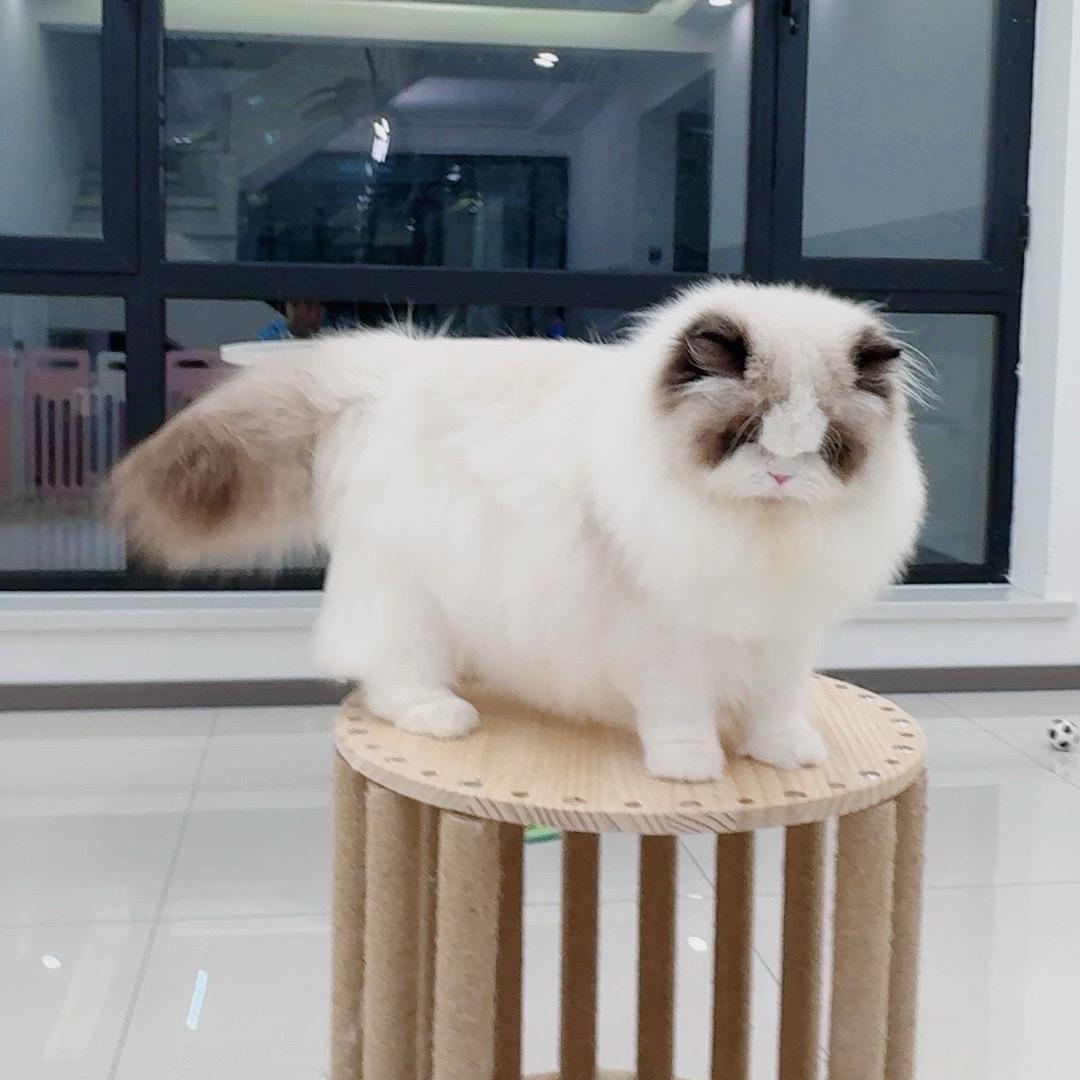 小巨蛋布偶猫舍【唯一管理客服账号】