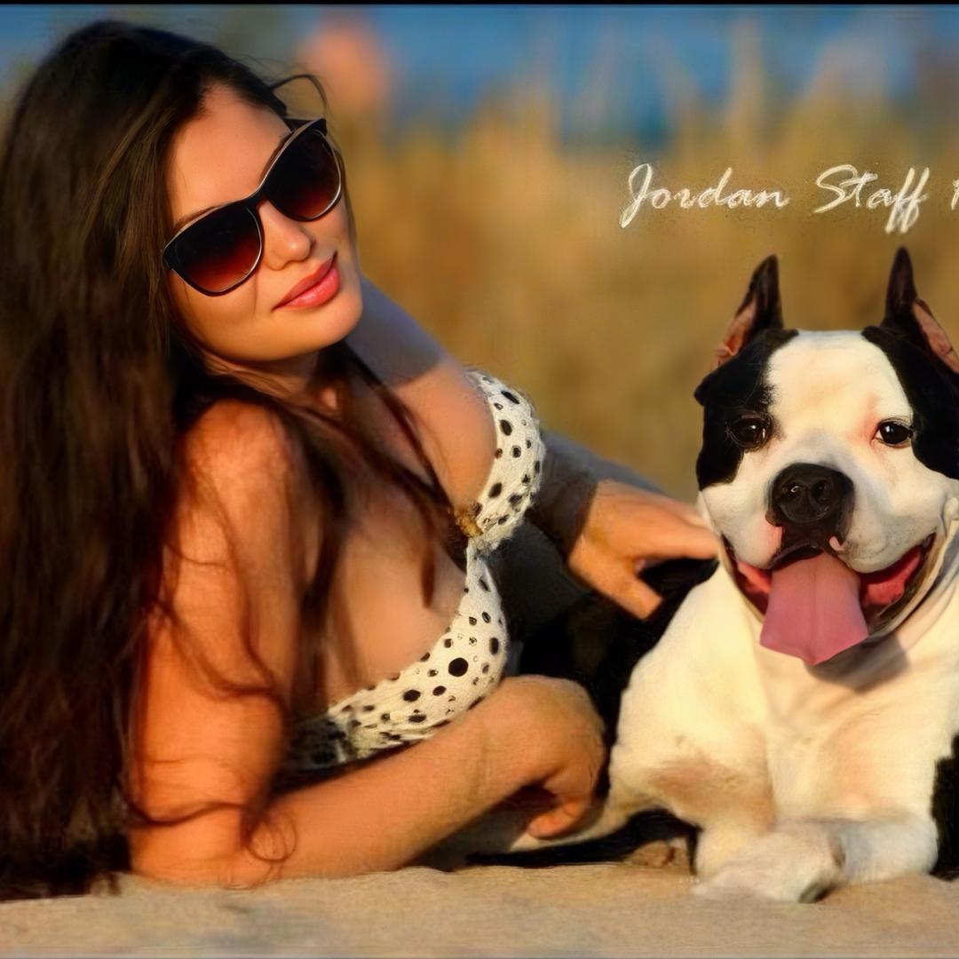 牛俊飞东德牧羊犬繁育