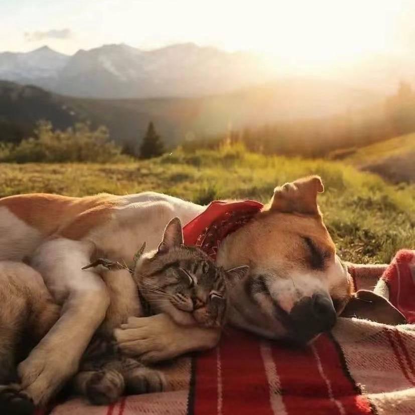 哈尔滨晟逸流浪动物救助中心