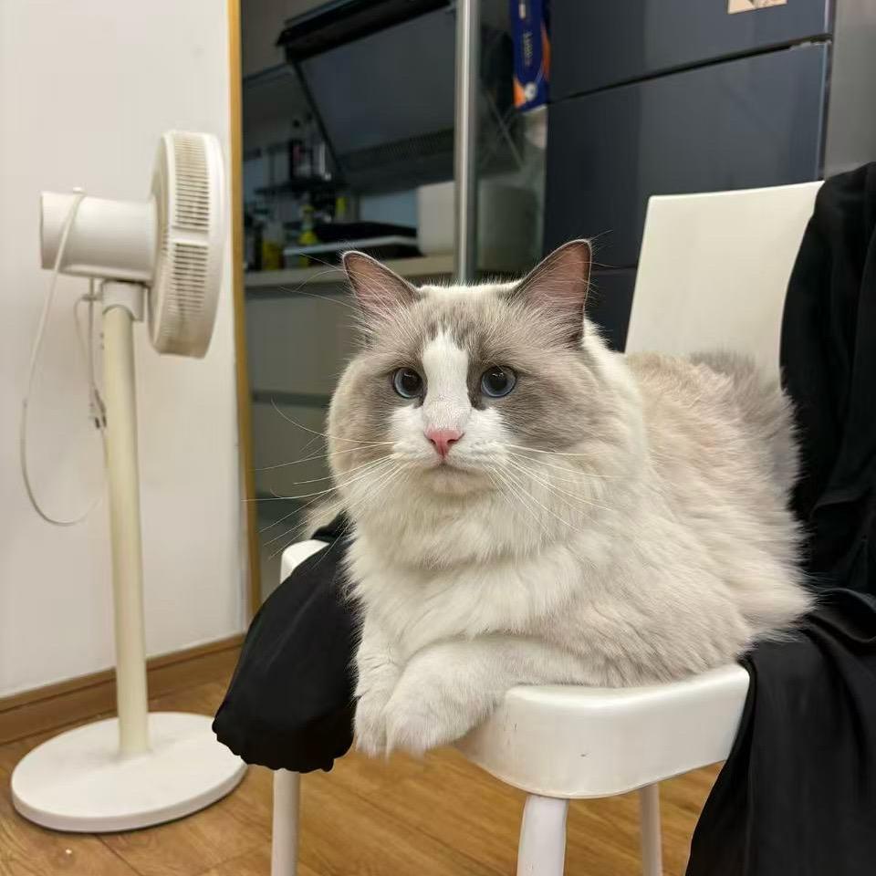 小志sama之最后的减脂