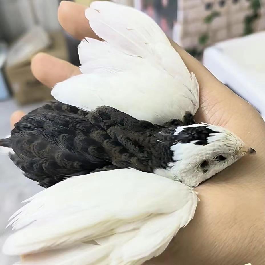 卢丁小铺
