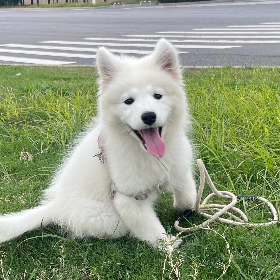 摆烂小团🐶
