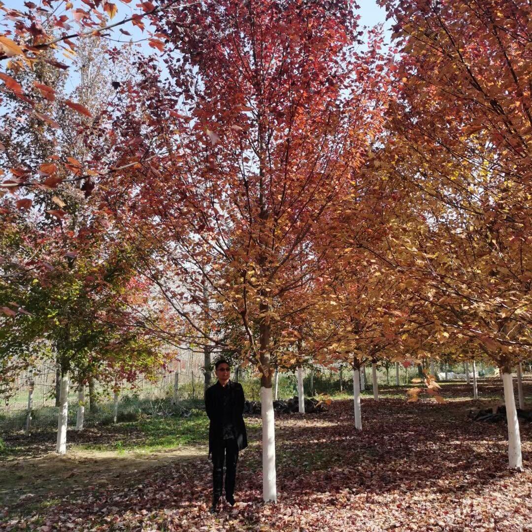 徐州枫之林园林绿化工程有限公司