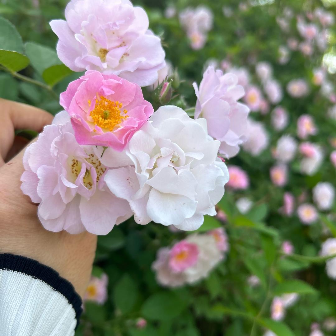 一米阳光
