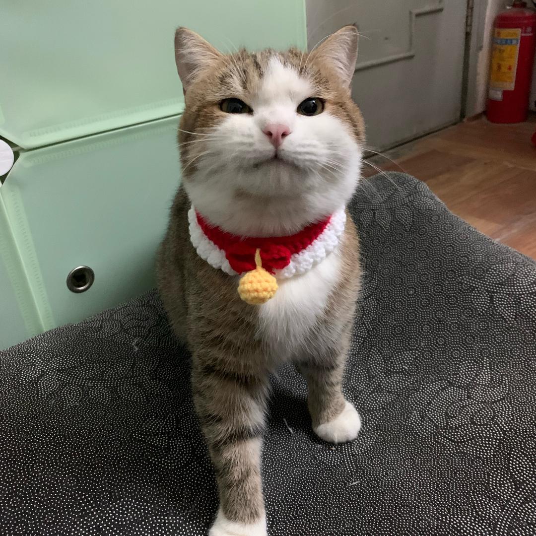 一只叫啵琳的猫