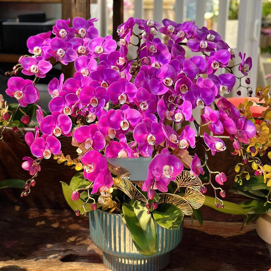 万顷蝴蝶兰种植基地