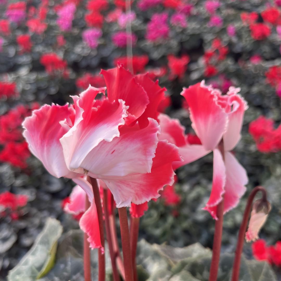 清竹花卉