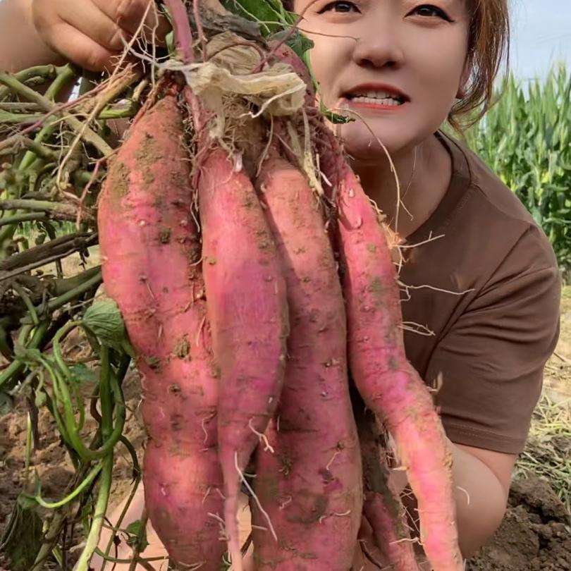 guoguozhenti66