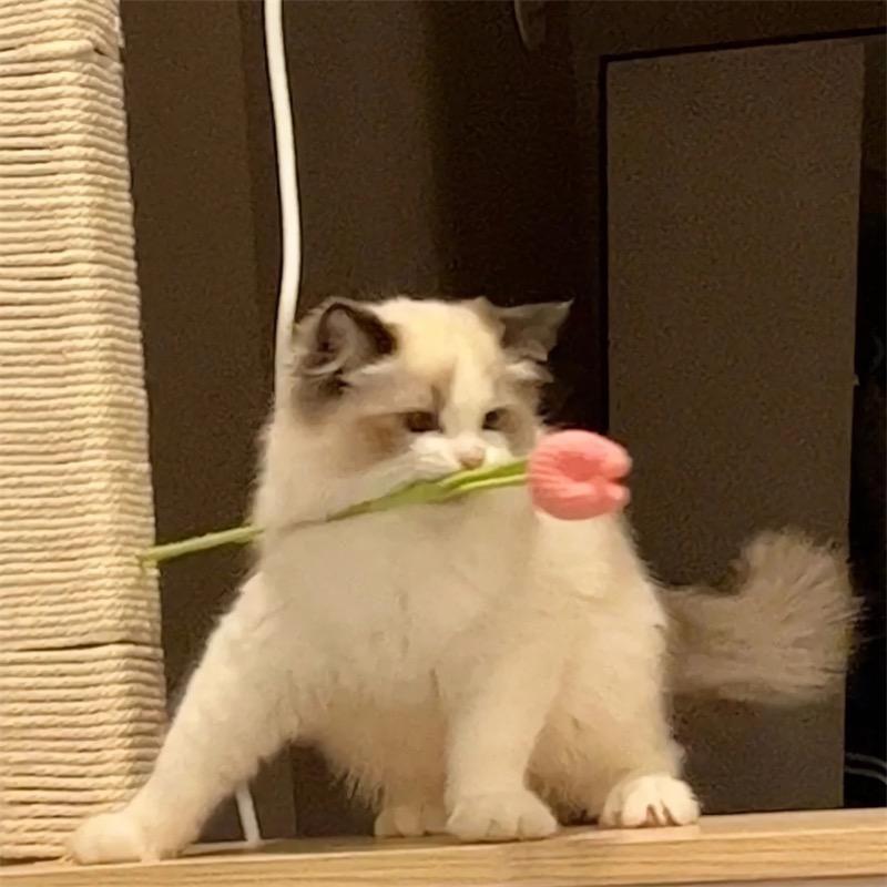安安要乖