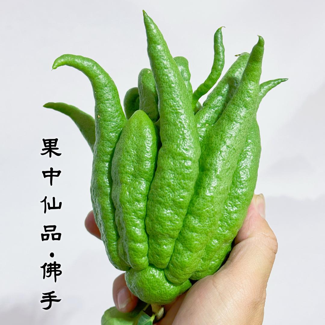 花知云乡花卉