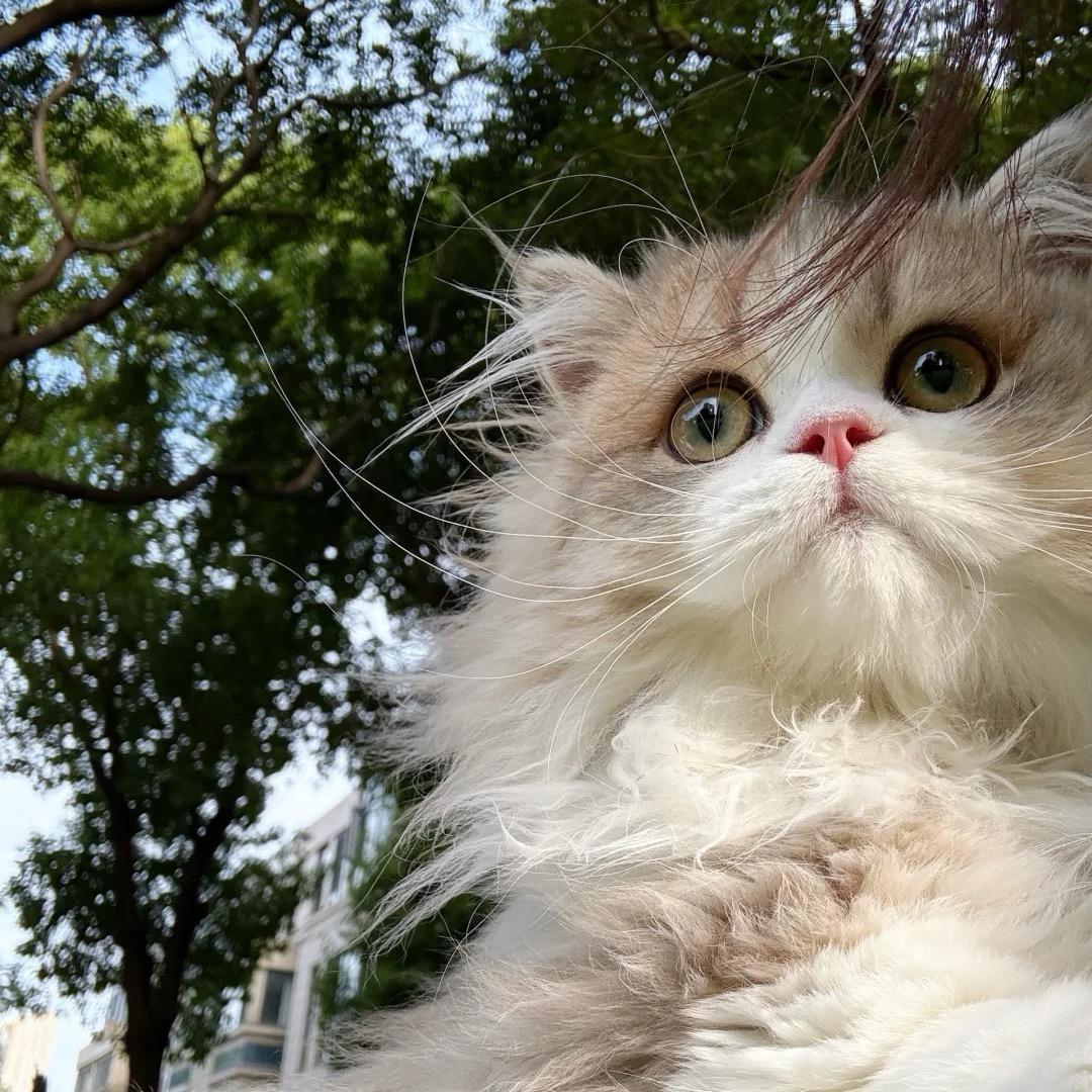 郑喵喵🐱