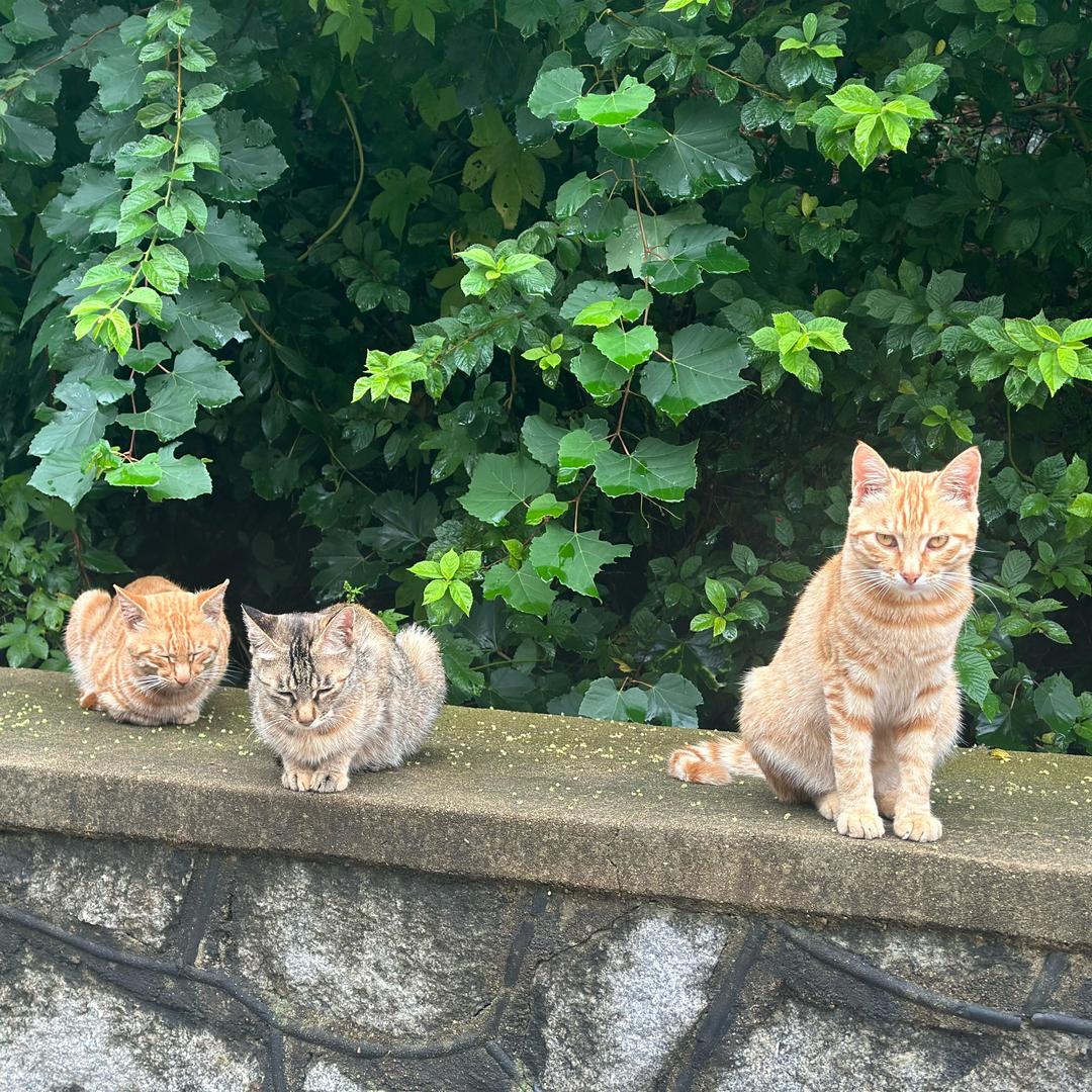 盖州太和寺里的毛孩子