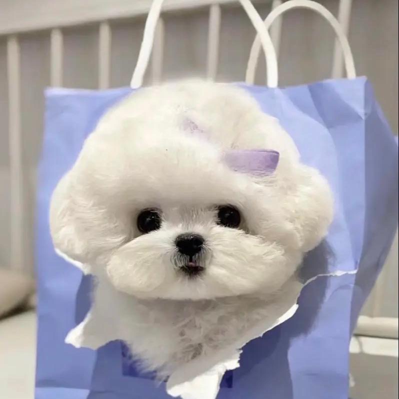 小姐姐家宠物