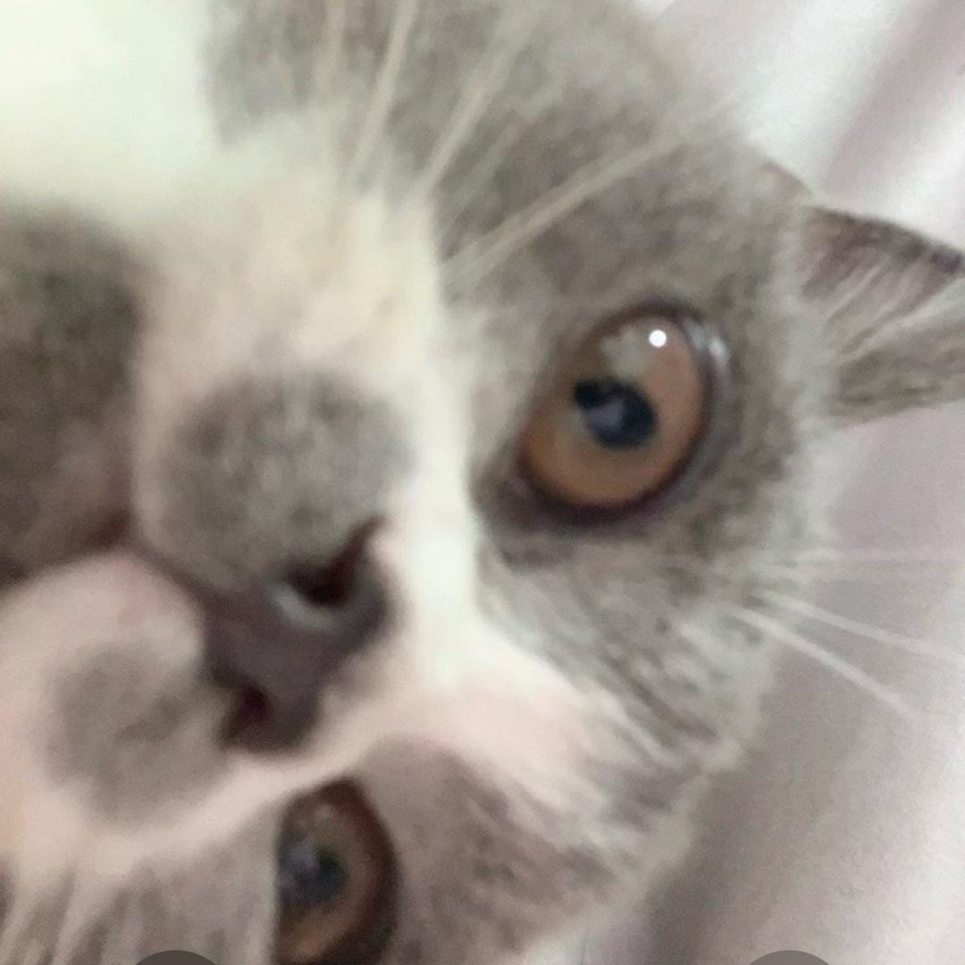 团团是只🐈