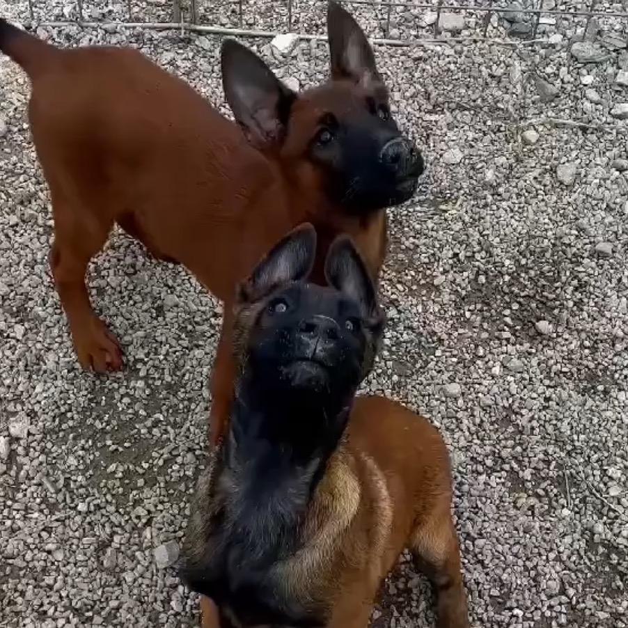 高端马犬