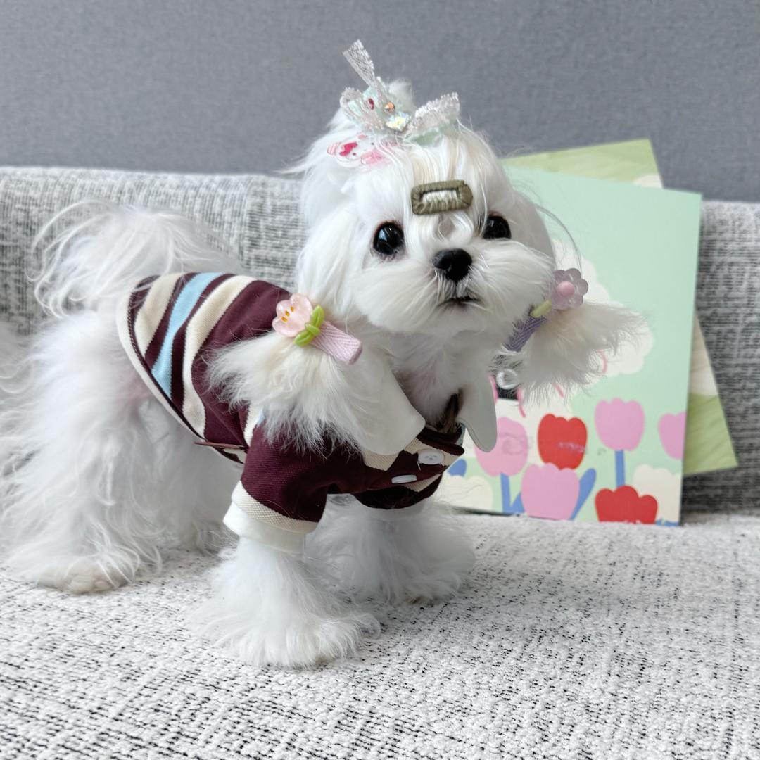 马尔济斯·不斯家