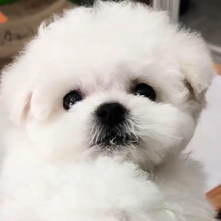 严静家的小比熊