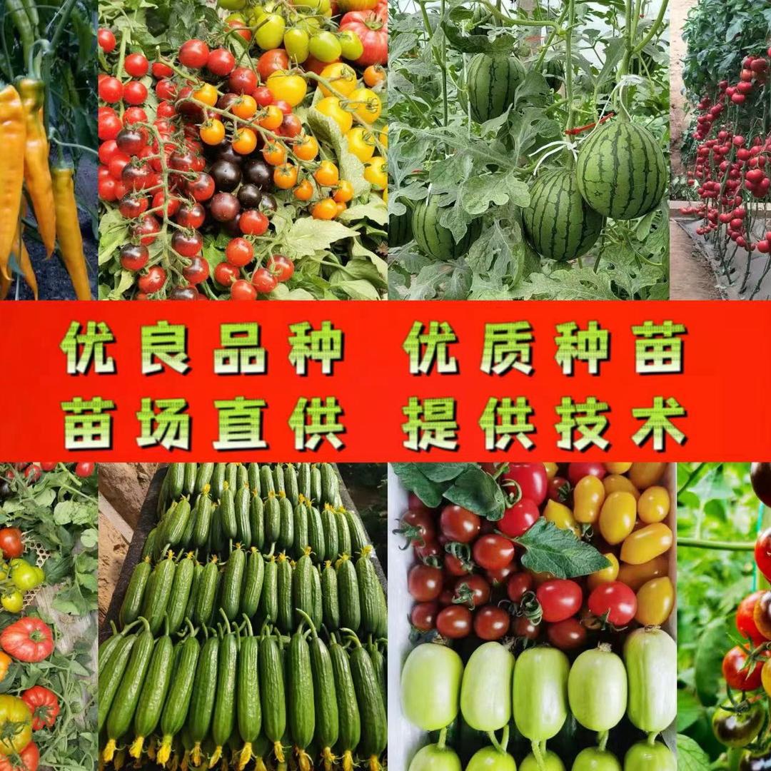 新时代农人（专业种苗）